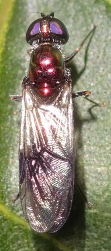 Réf. 354 648 : Sargus cuprarius